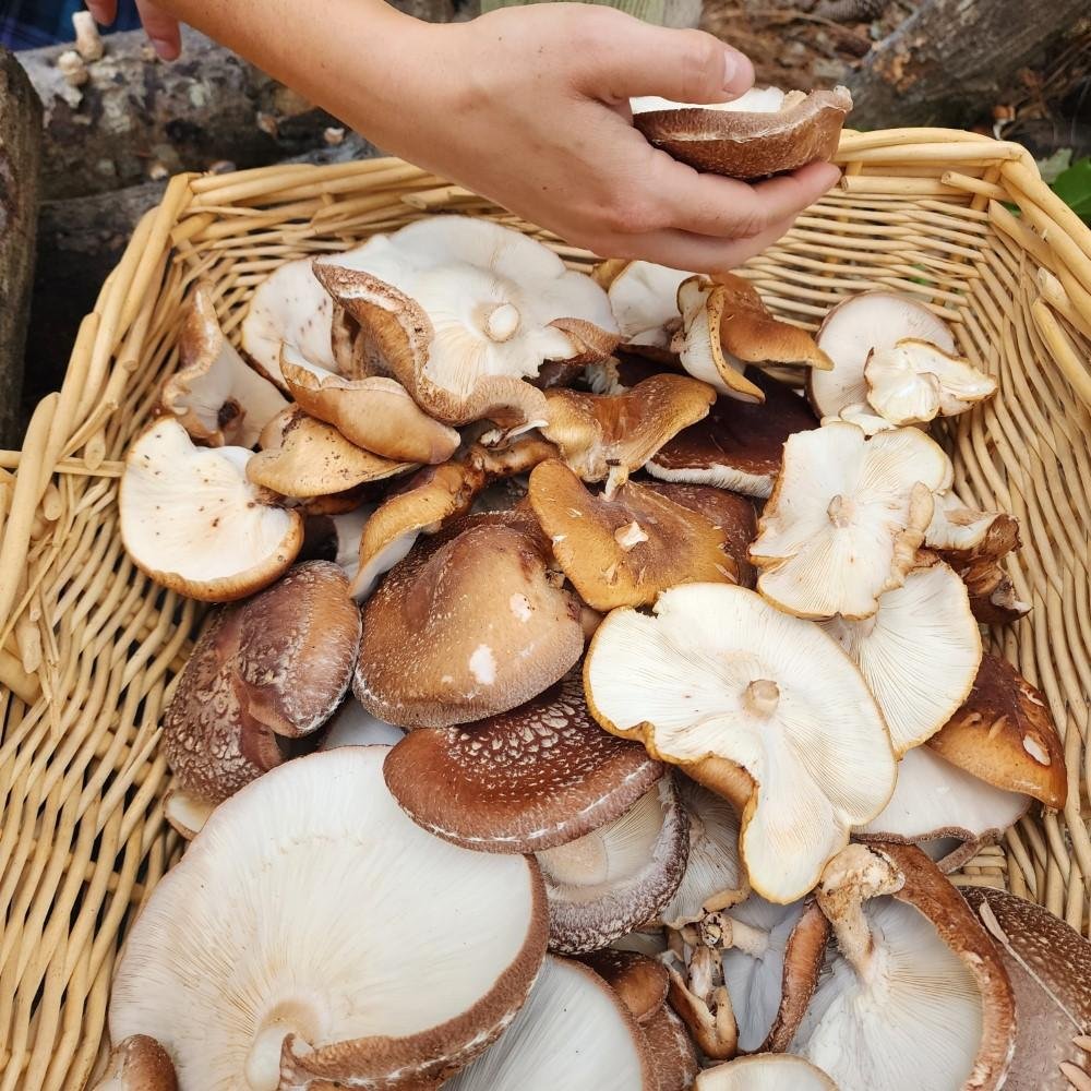 Buy Shiitake Mushrooms Online in Bulk at Mount Hope Wholesale